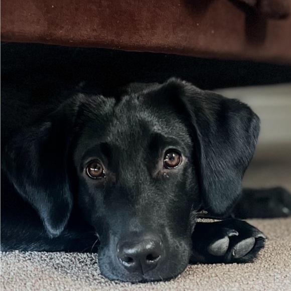 Meet your Posher, Michelle - Picture 3 of 3